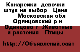 Канарейки (девочки) 5 штук на выбор › Цена ­ 700 - Московская обл., Одинцовский р-н, Одинцово г. Животные и растения » Птицы   